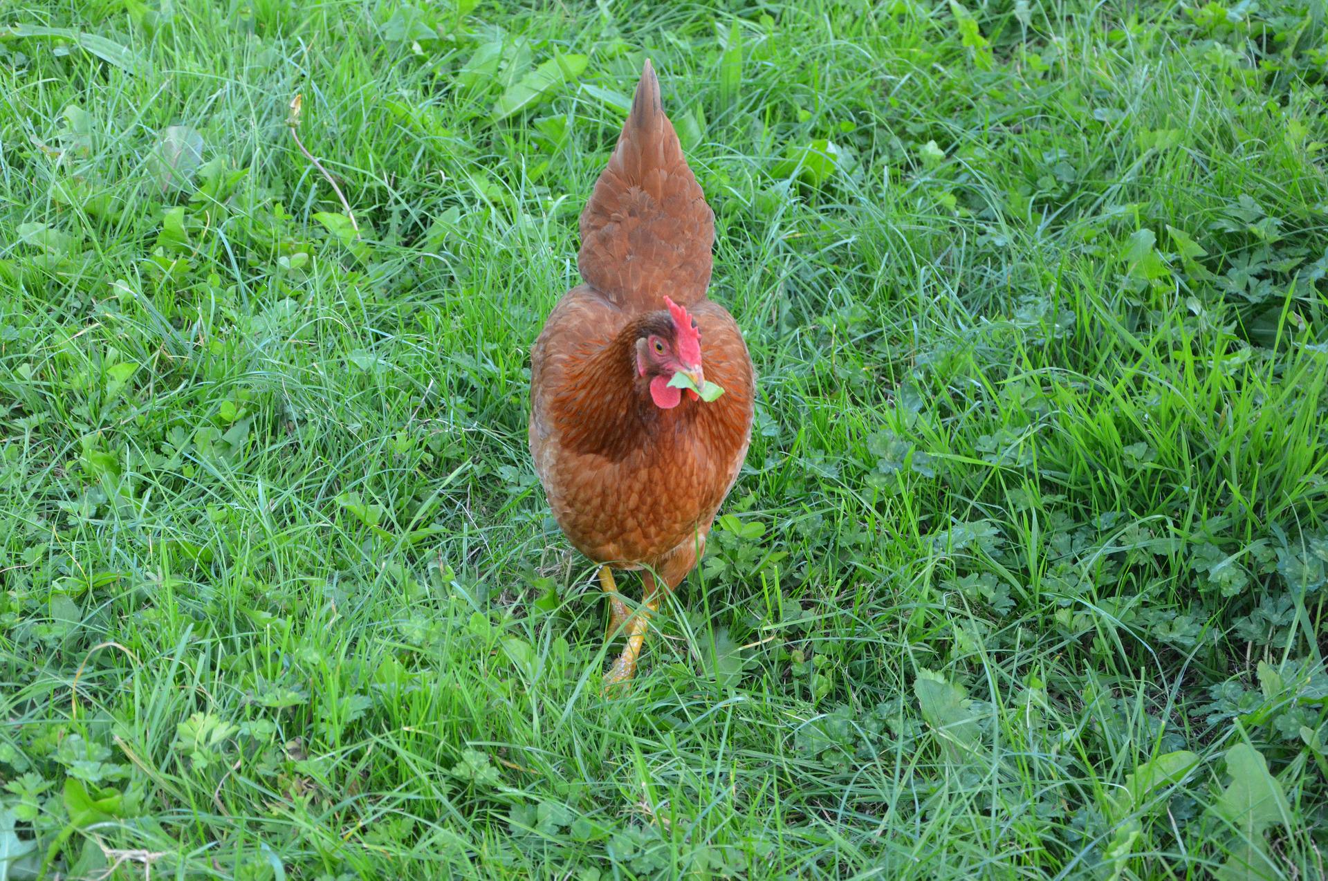 De quoi a besoin ma poule ? 