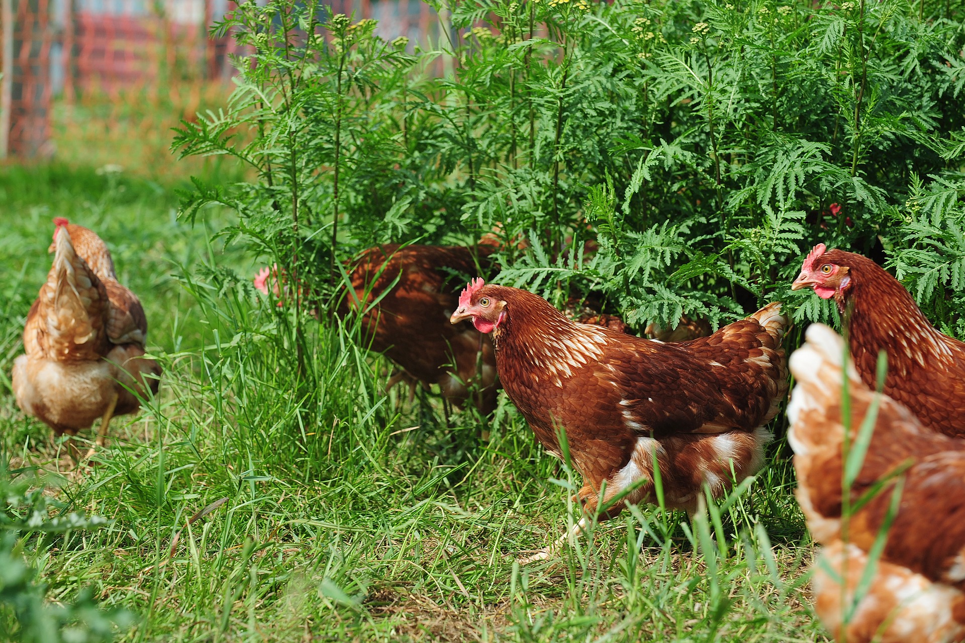 Pourquoi mes poules sont-elles agressives entre elles? 