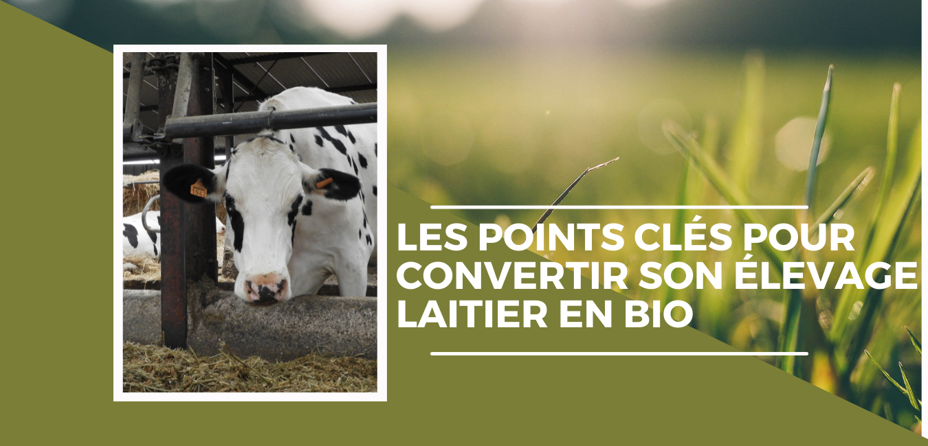 Bovins : les points clés pour convertir son élevage laitier en BIO 