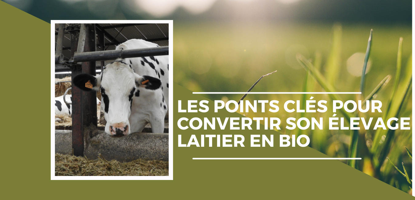 Bovins : les points cls pour convertir son levage laitier en BIO 