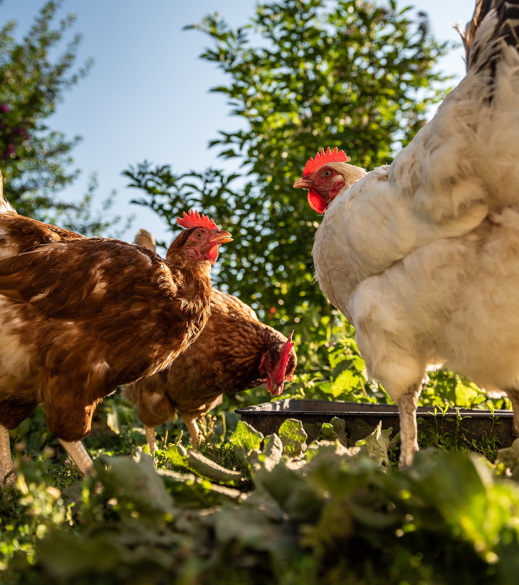 Faire son mlange pour poules pondeuses 