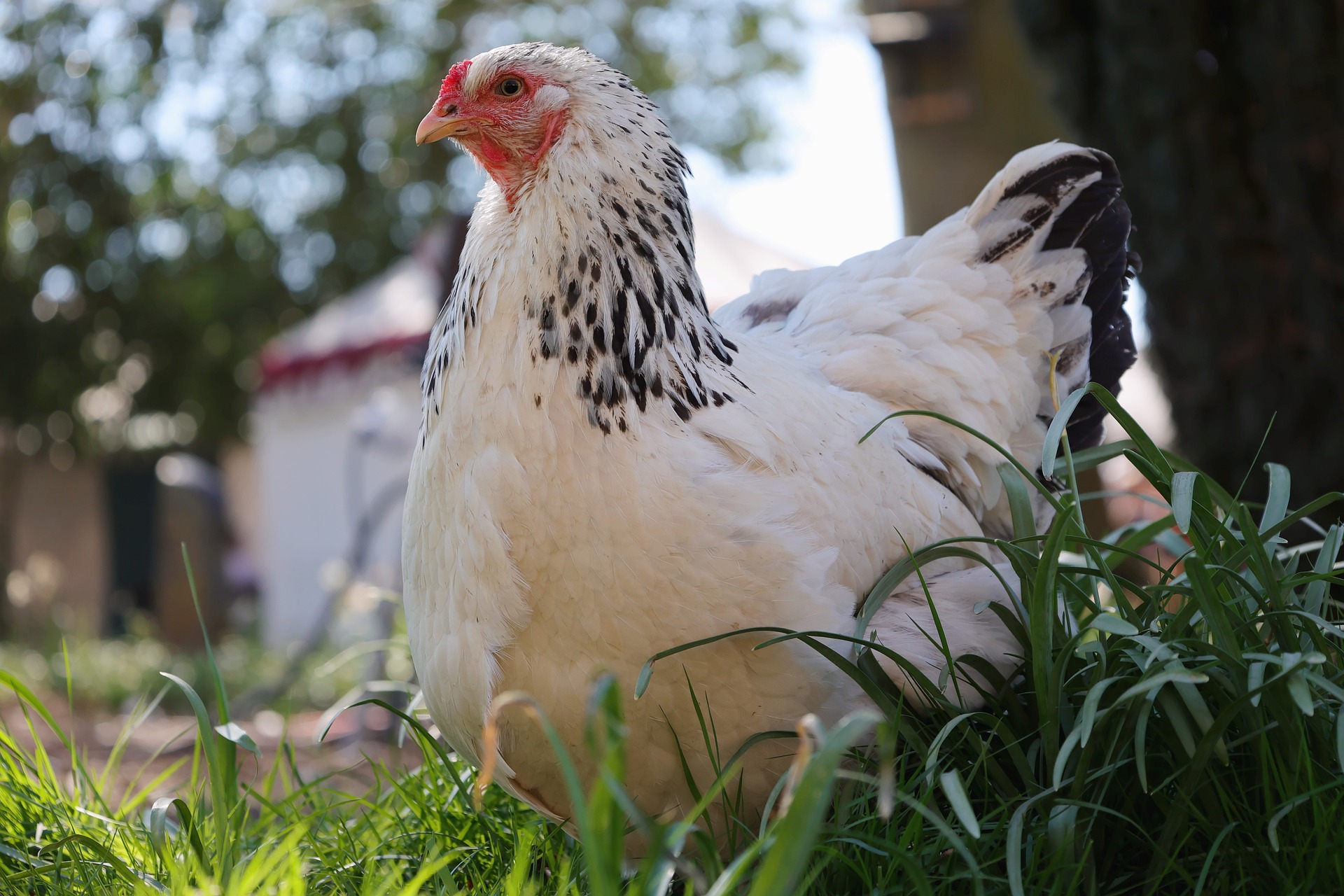 Comment savoir si ma poule est en bonne sant ? 