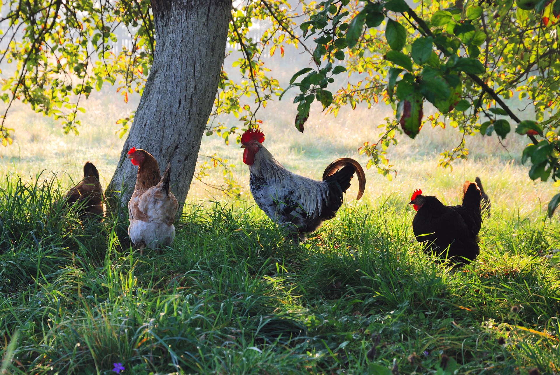 O trouver des poules pondeuses ? 