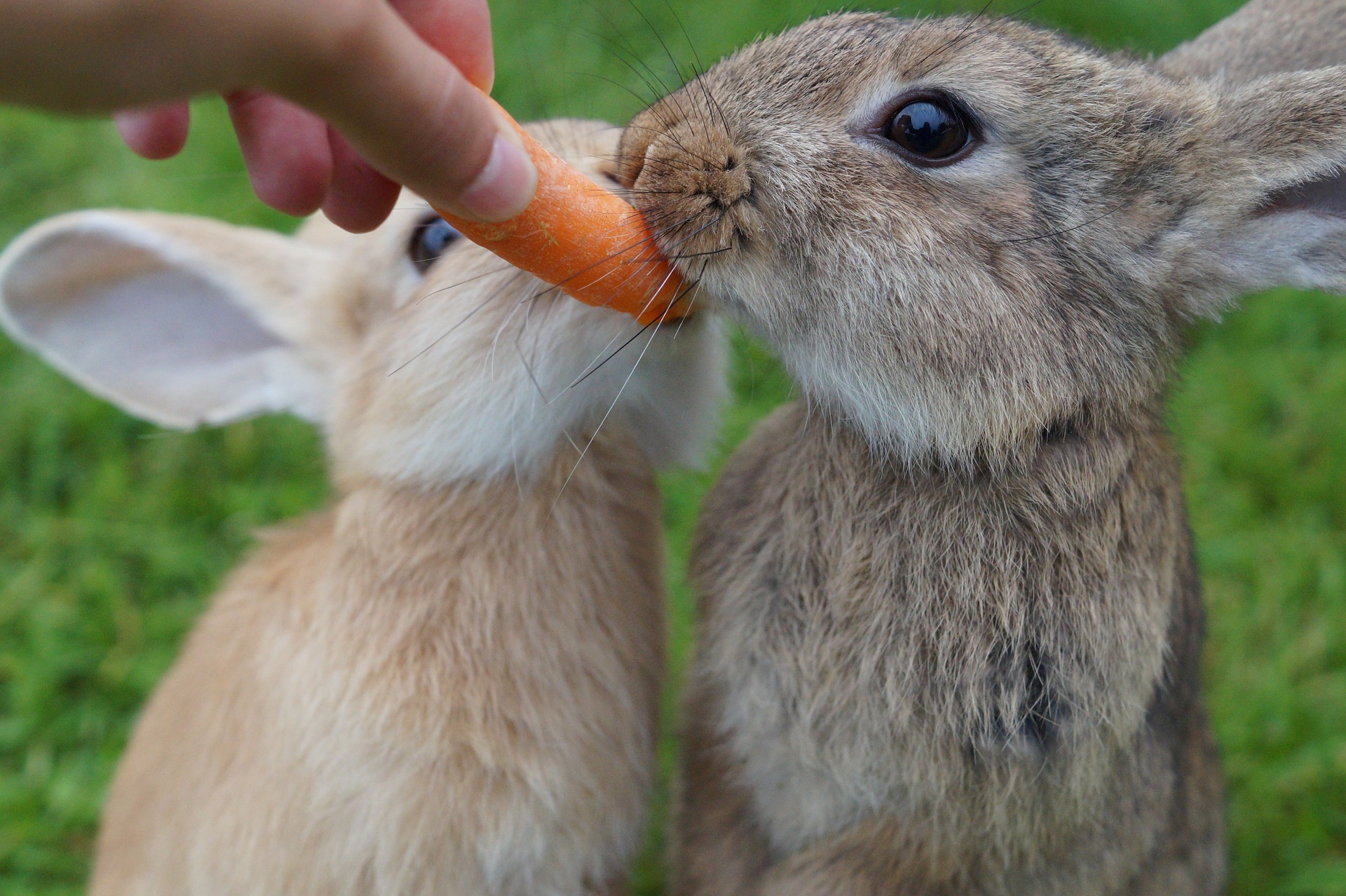 Comment bien nourrir ses lapins ? 