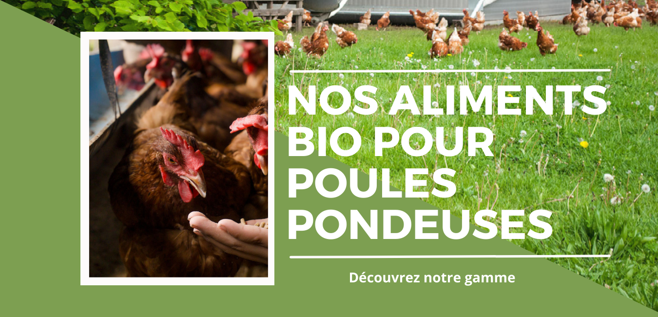 Aviculture : aliments Bio poules pondeuses professionnel