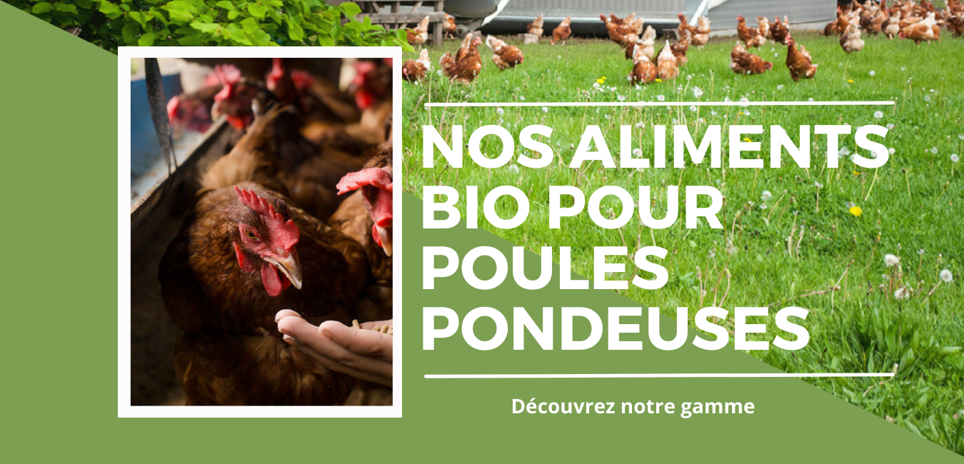 Aliment Complet Bio pour Volailles