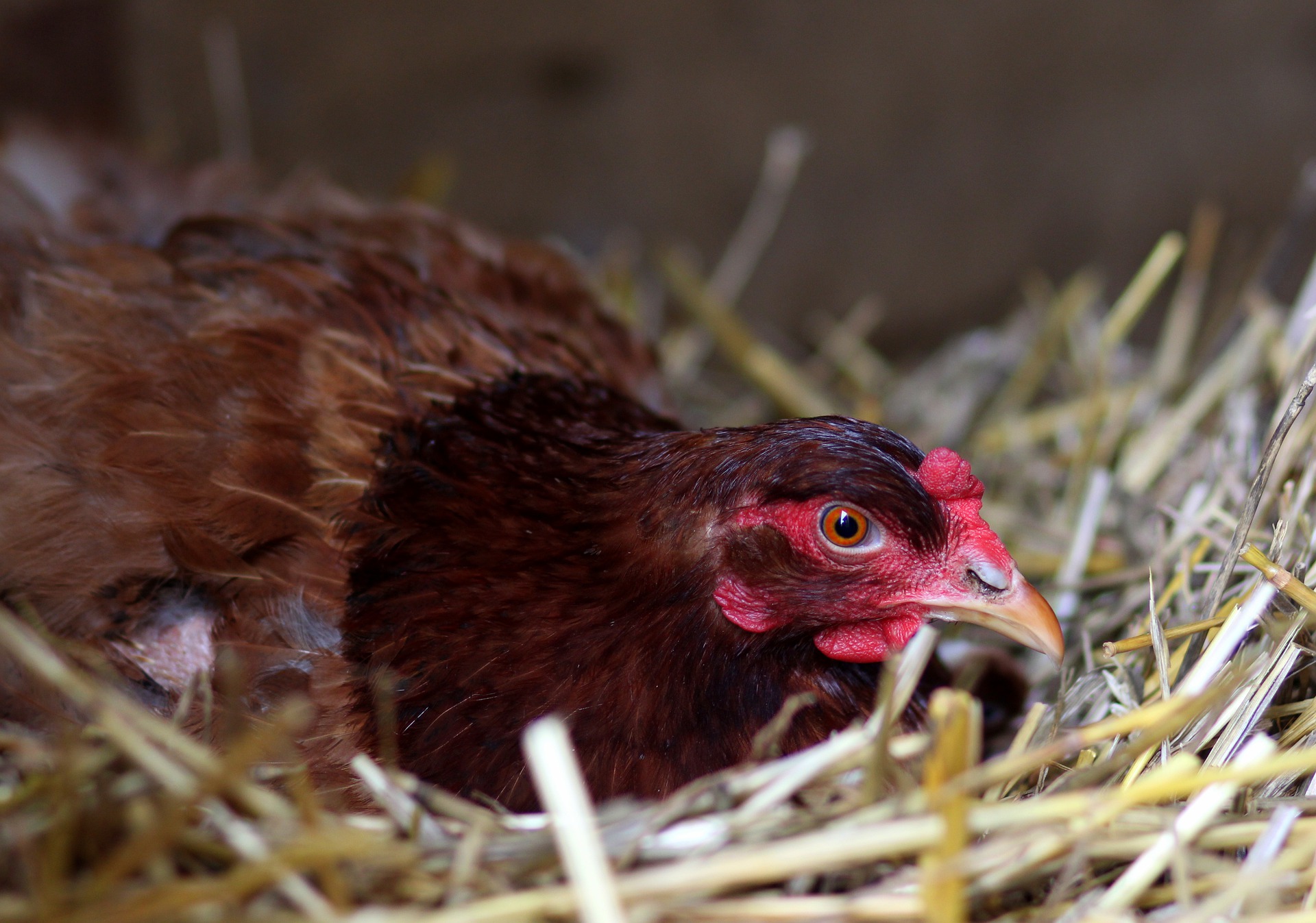 Les poux rouges chez les poules pondeuses 