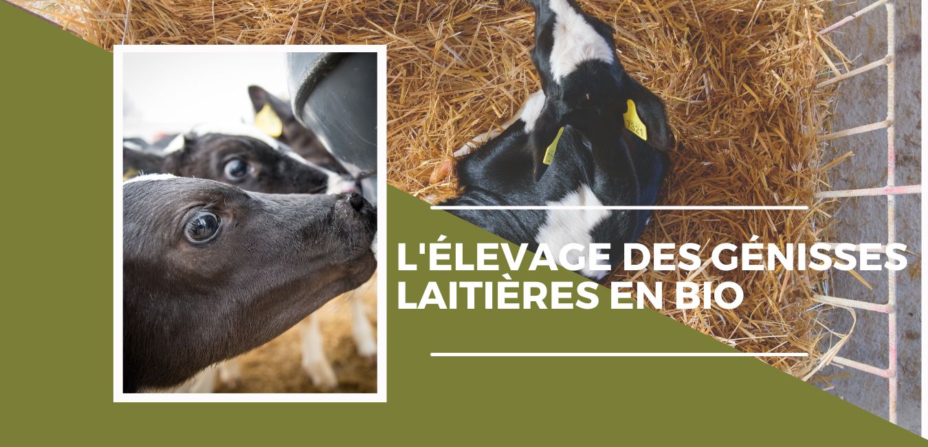 Bovins : L'levage des gnisses laitires 