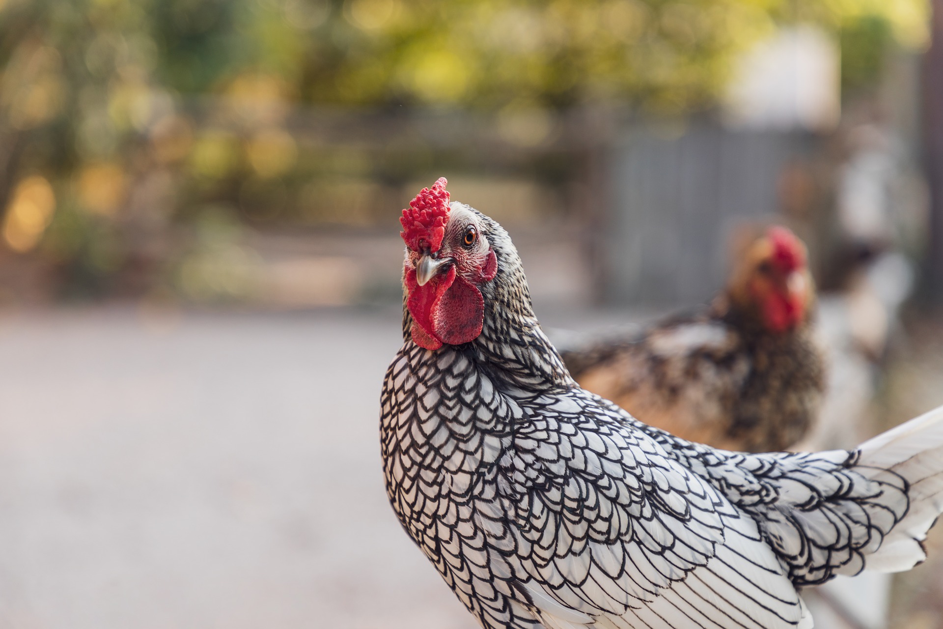 Bien prparer l'arrive de nouvelles poules 