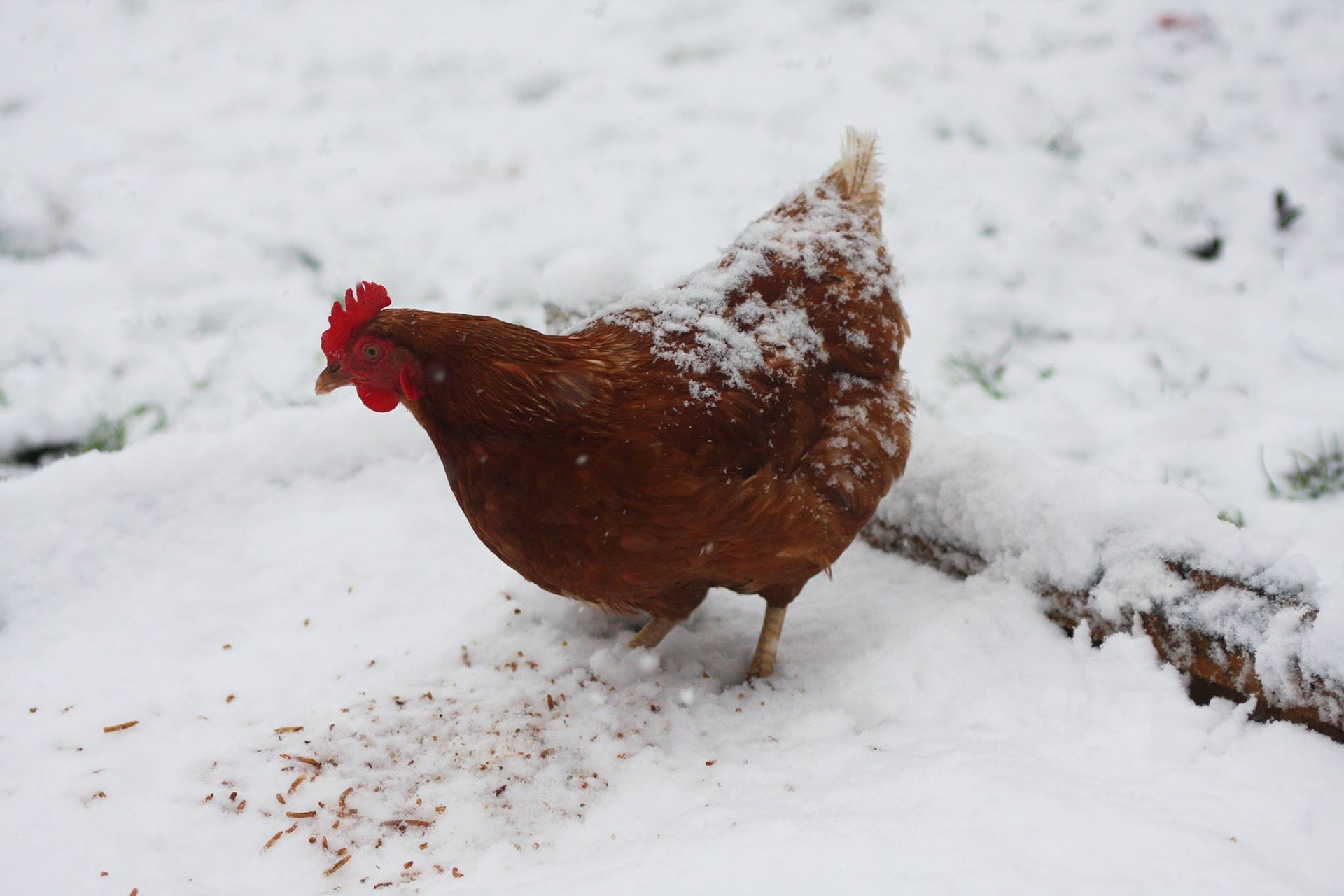 Comment bien nourrir mes poules pendant l'hiver ? 