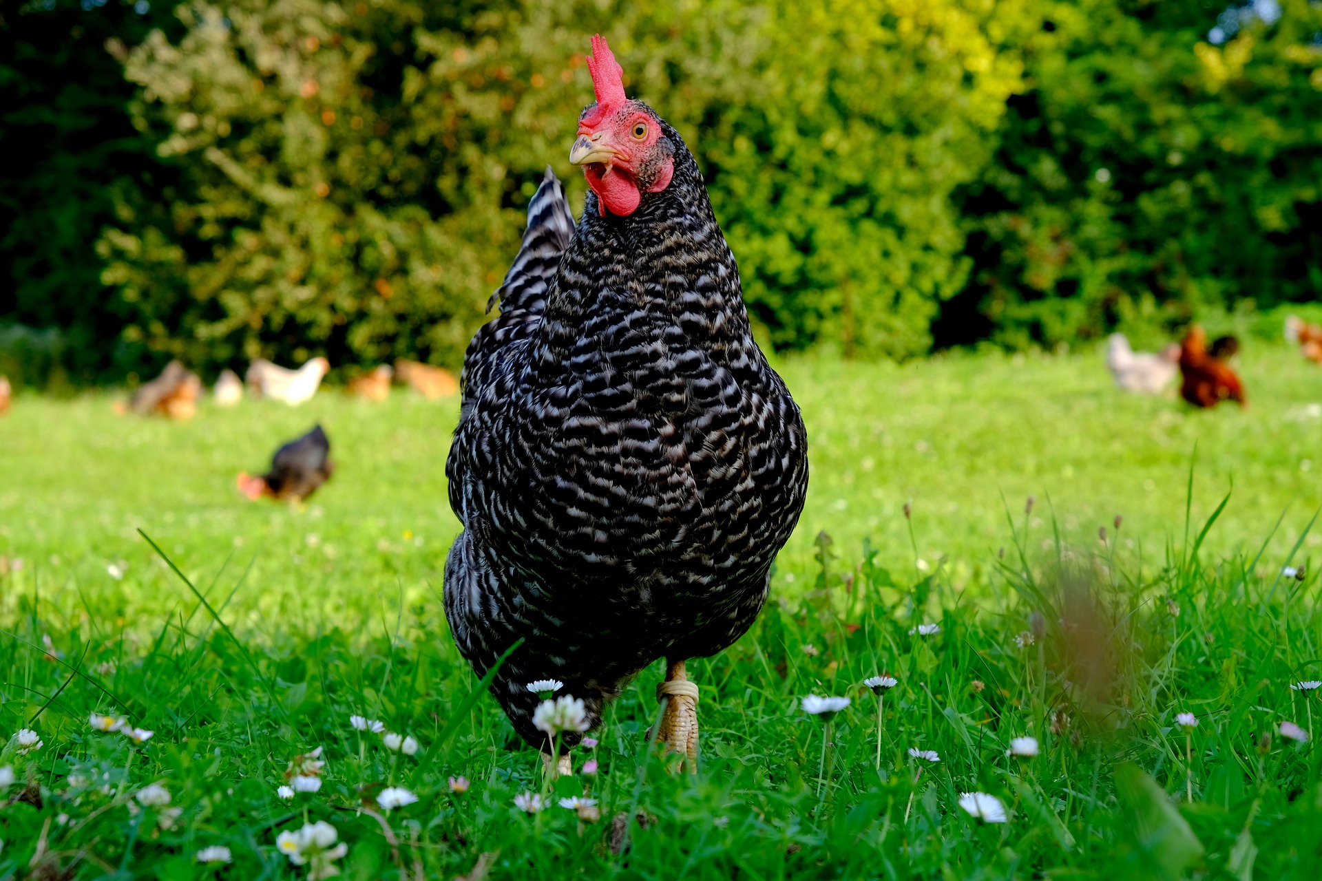 Avoir des poules dans son jardin 