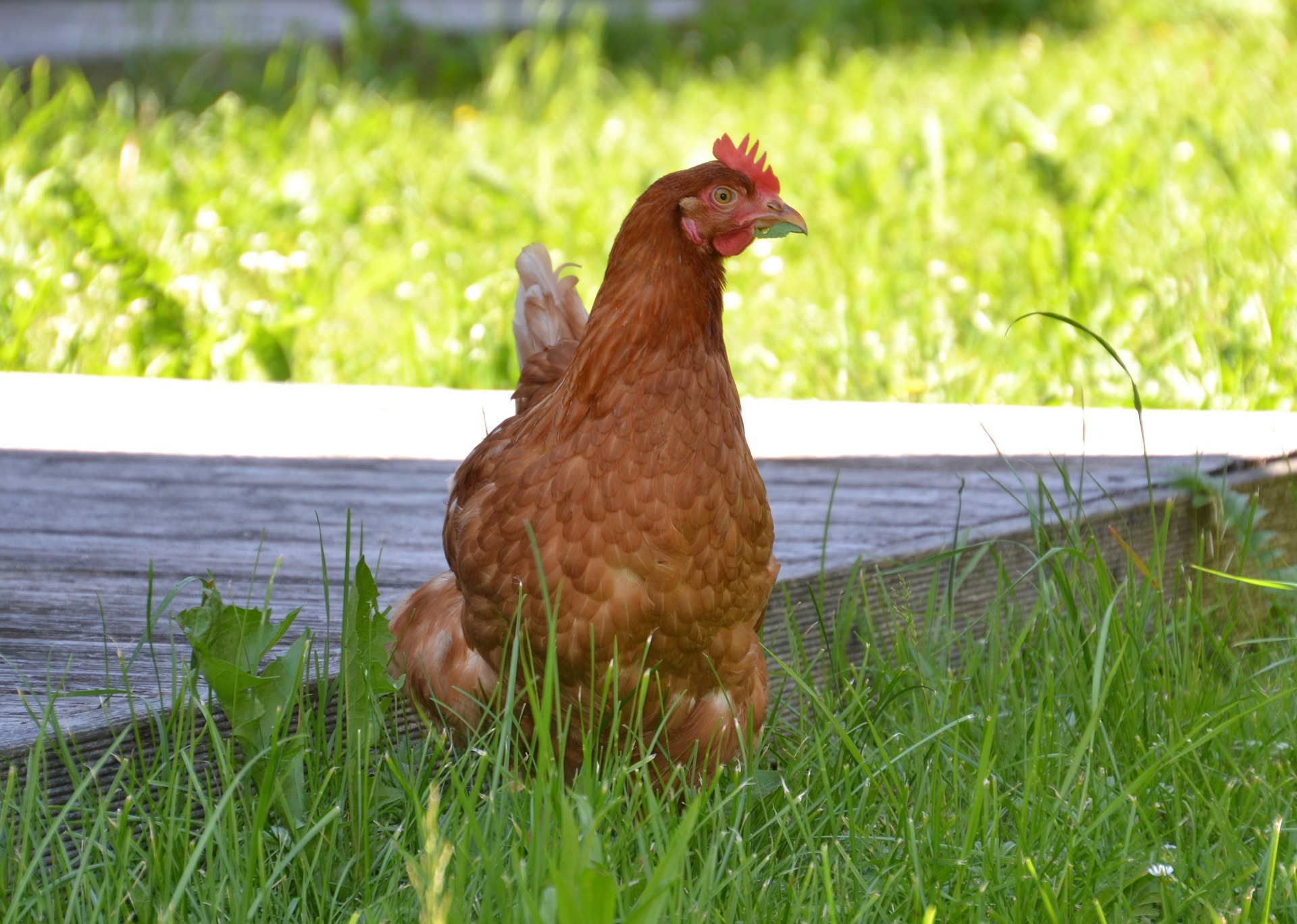 Comment protéger les poules de la chaleur ? 