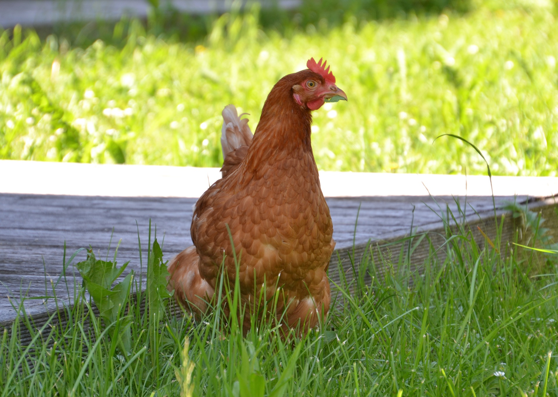 Comment protger les poules de la chaleur ? 