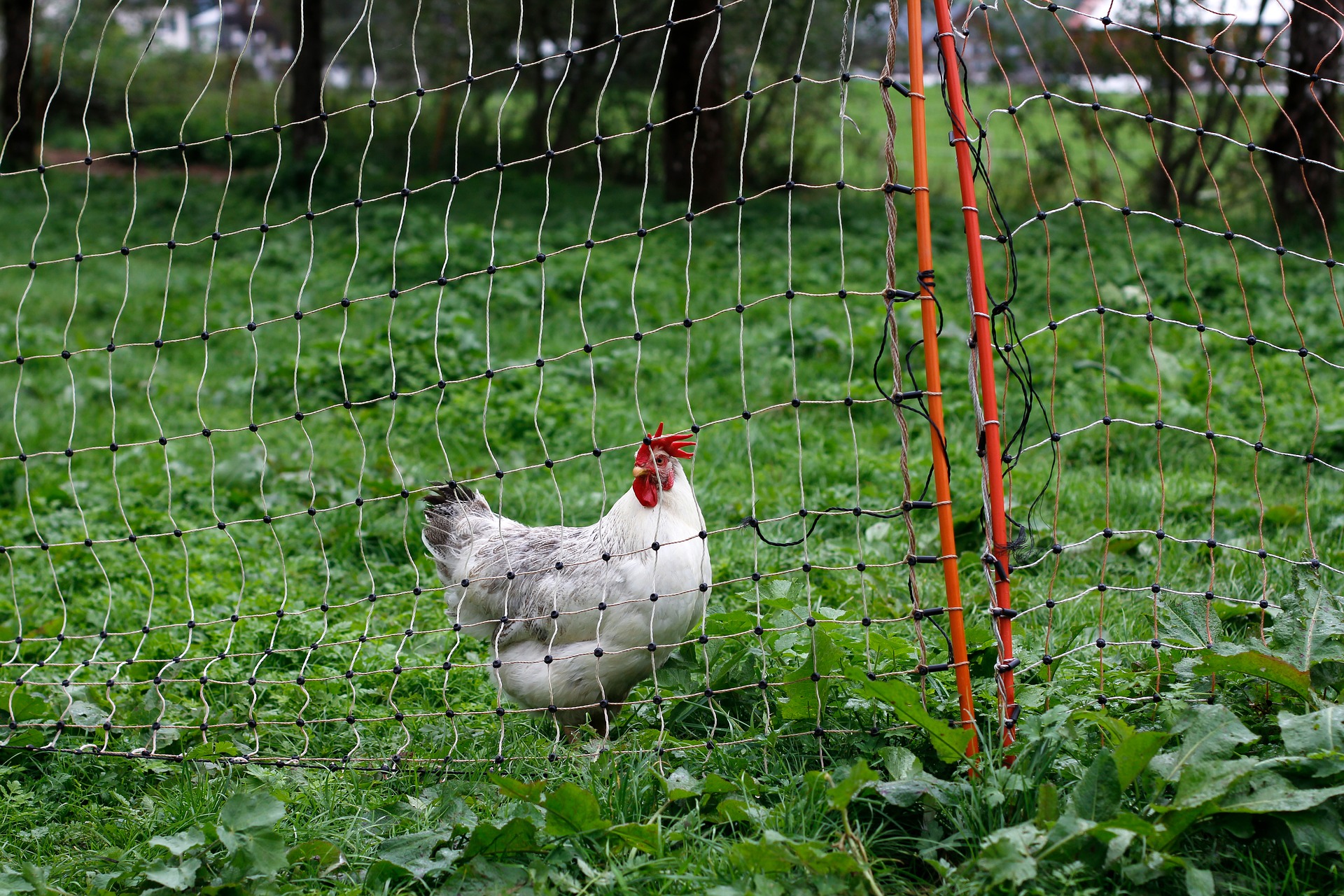 5 conseils pour des poules en pleine forme cet automne 