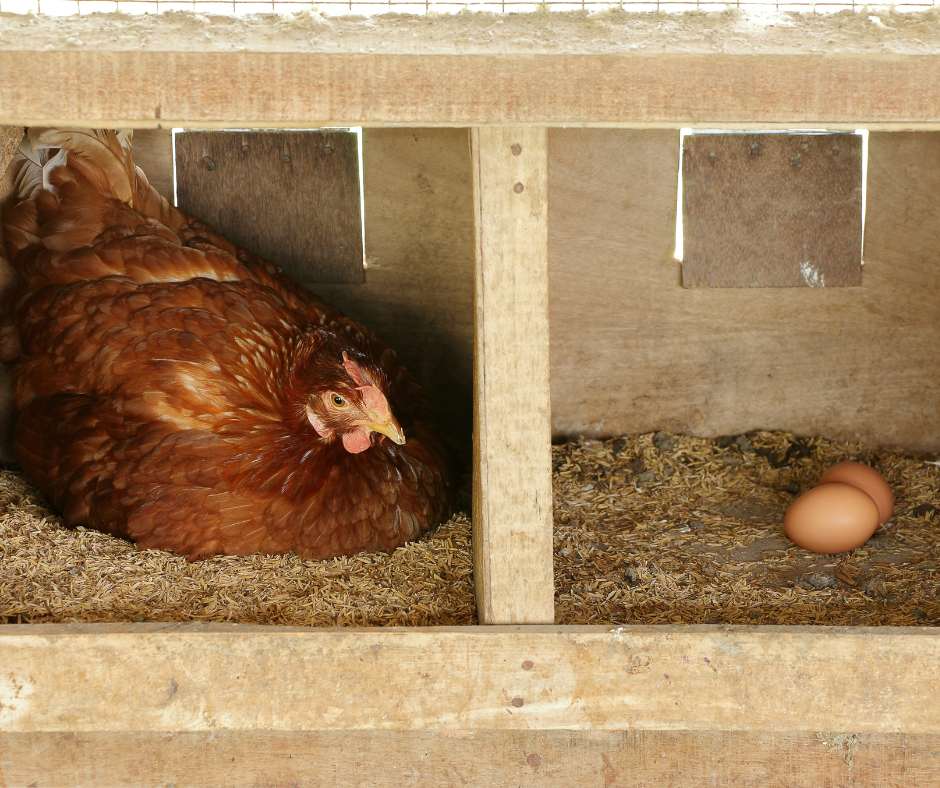 Combien de temps couve une poule ? 