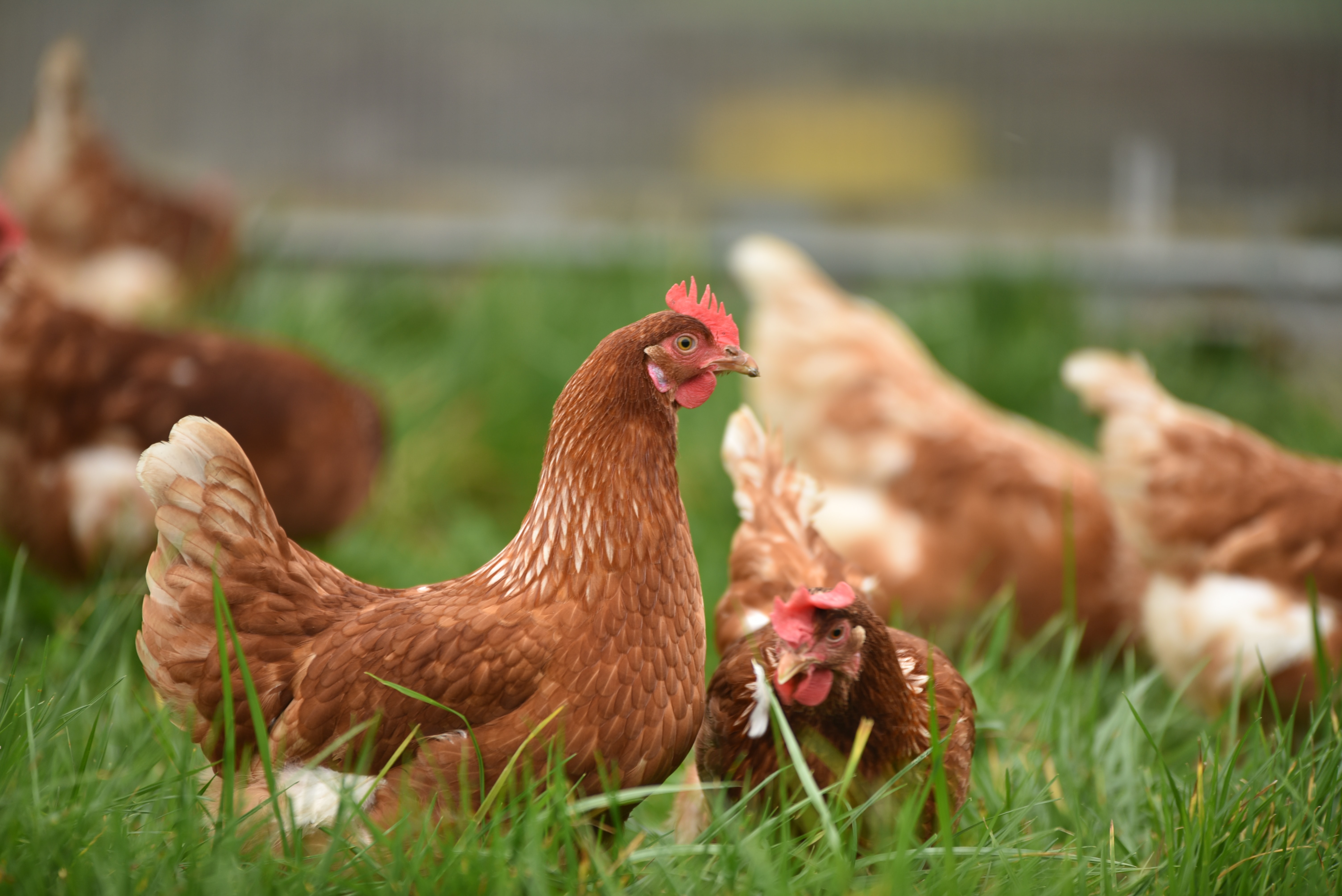 Combien de temps vit une poule ? 