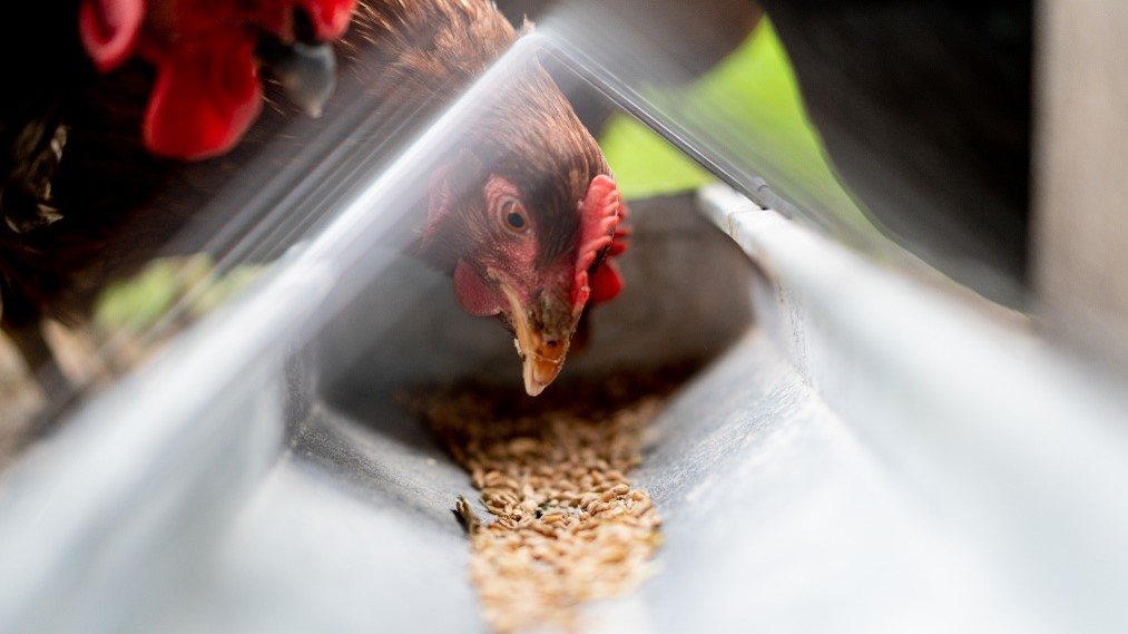 Que mangent les poules ? 