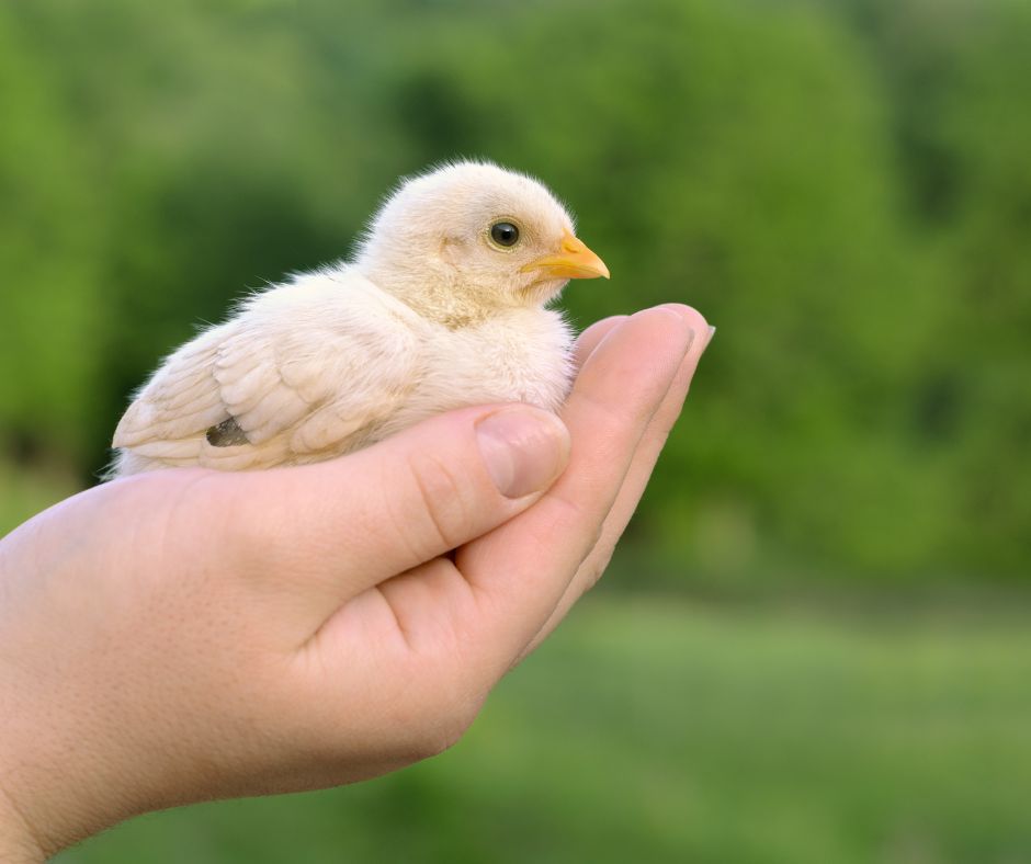 Pourquoi faut-il de l'aliment en miettes pour les poussins ?