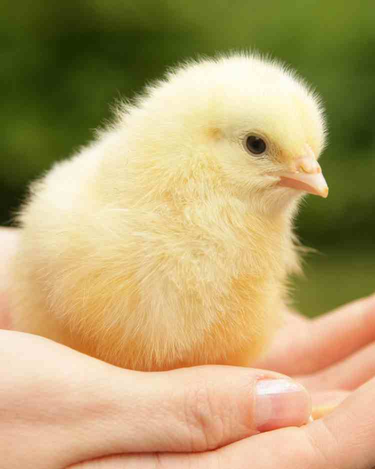 Achetez des aliments sains pour vos poussins et vos poules