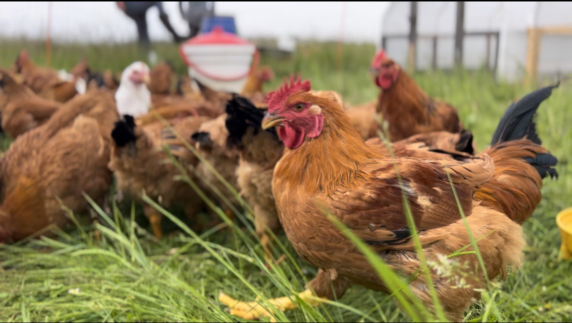 poulets bio en Lorraine