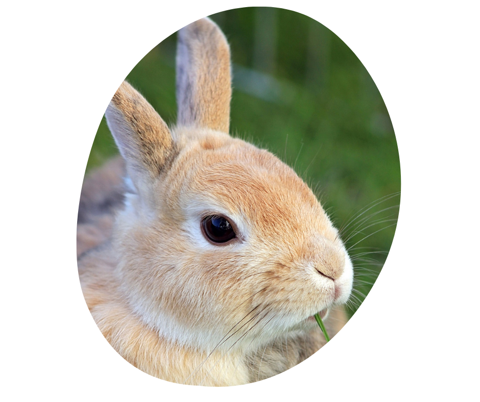 Alimentation du lapin