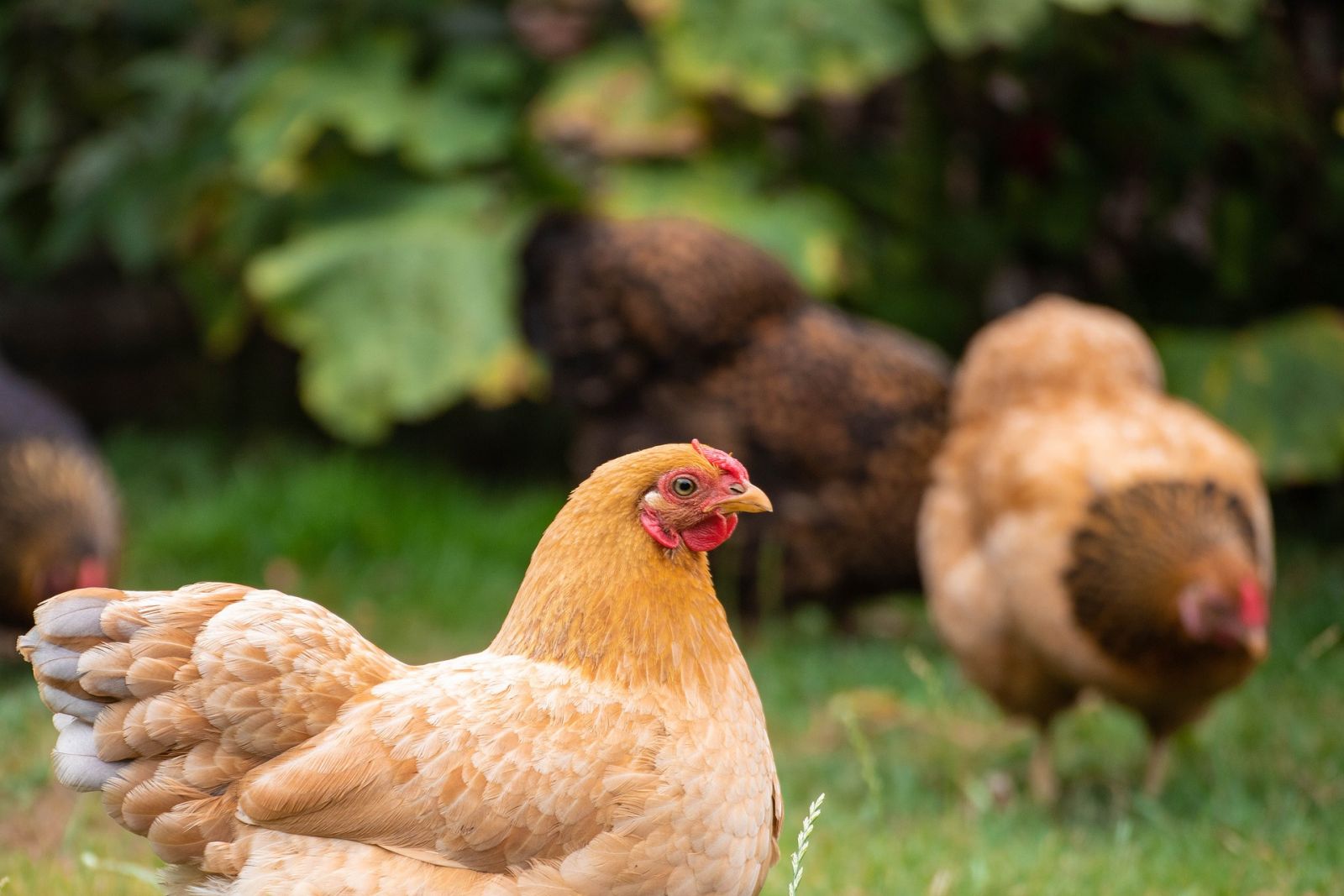 acheter des poules pondeuses