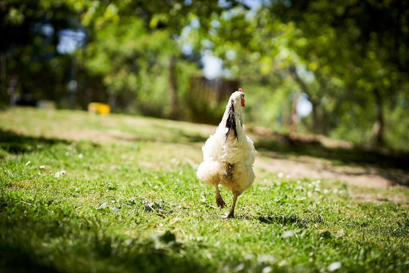 Donner des pluchures aux poules