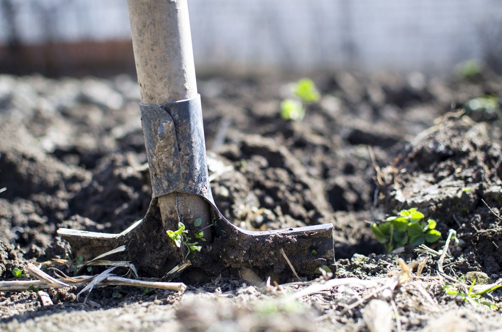 Les poules, allies du potager