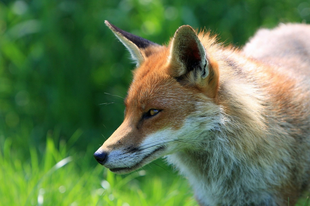 renard predateur poules