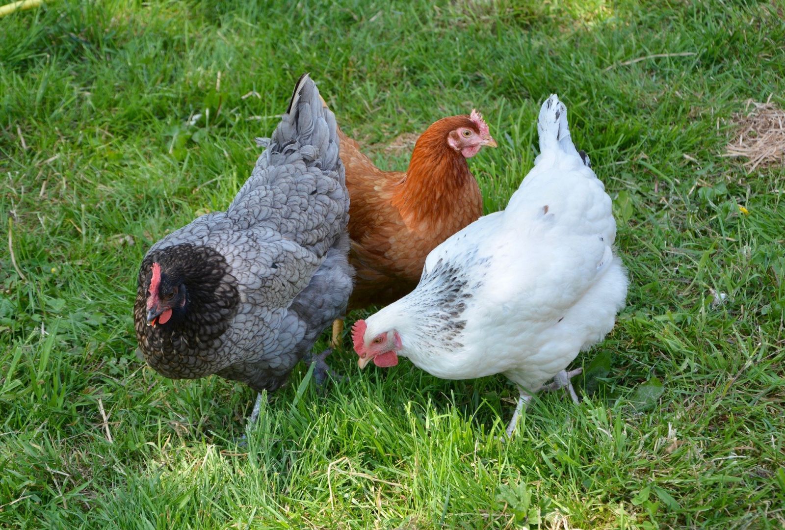 Faire son mélange pour poules pondeuses