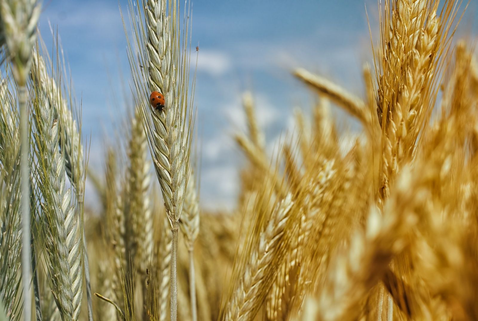 Ecologie, coccinelle, bl, nature, campagne