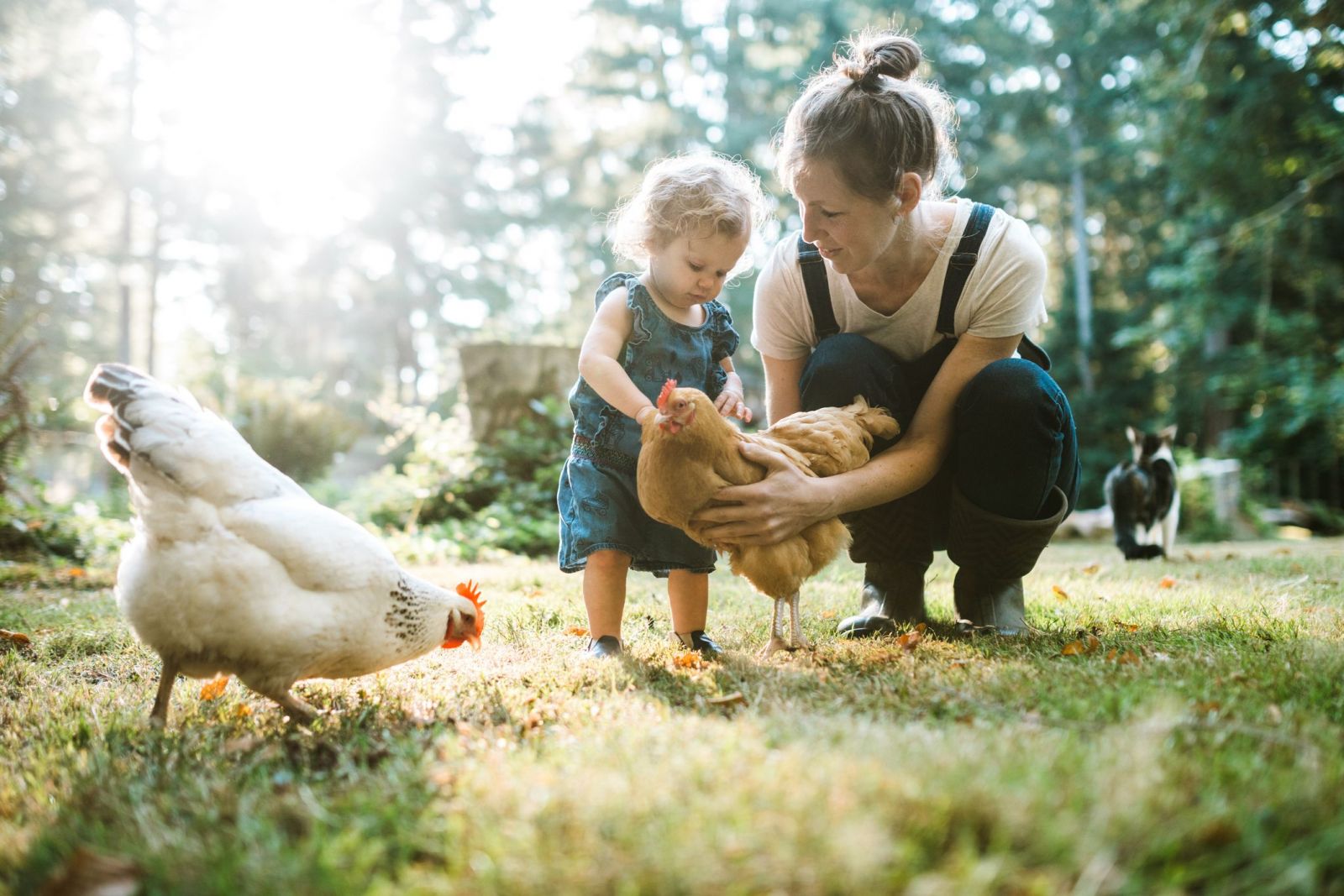 Elever des poules avec les enfants