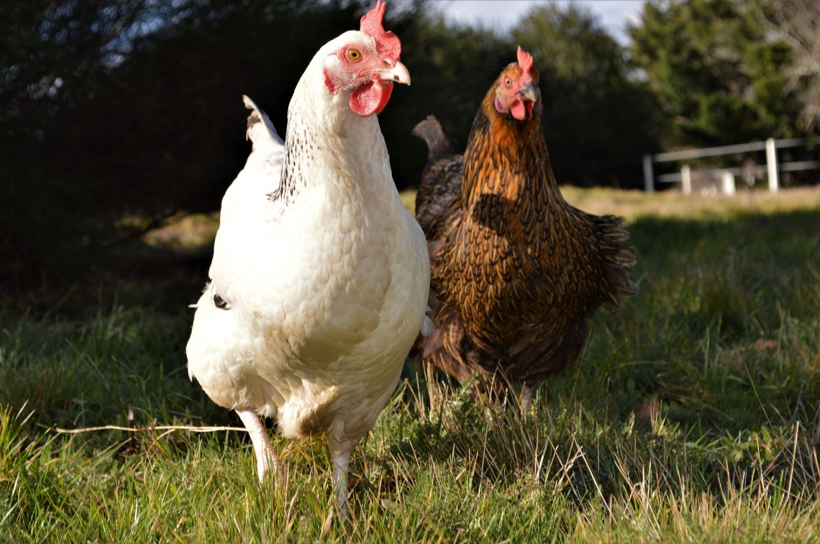 Les poules, des animaux faciles  lever