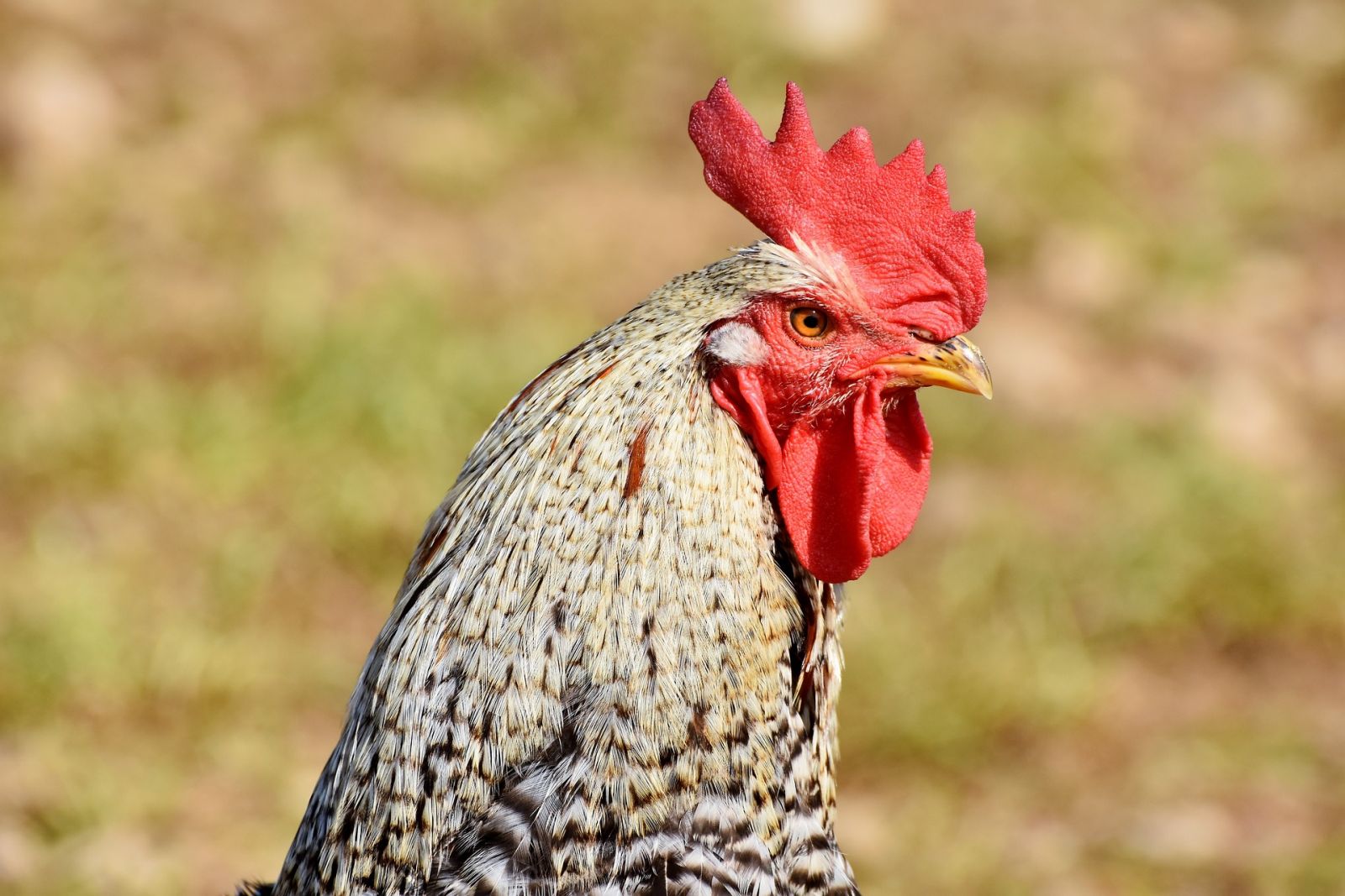 coq 