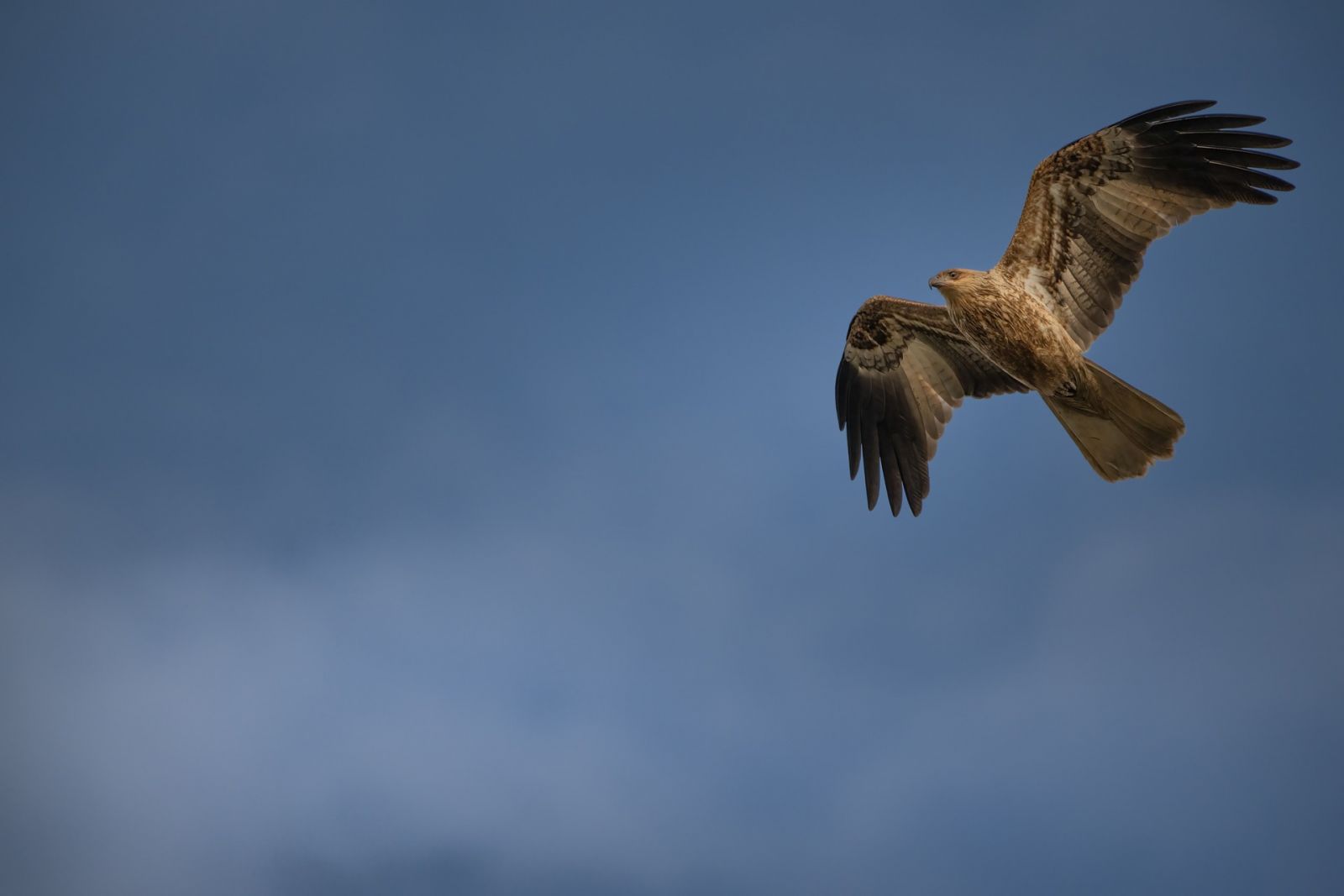 rapaces predateur poules